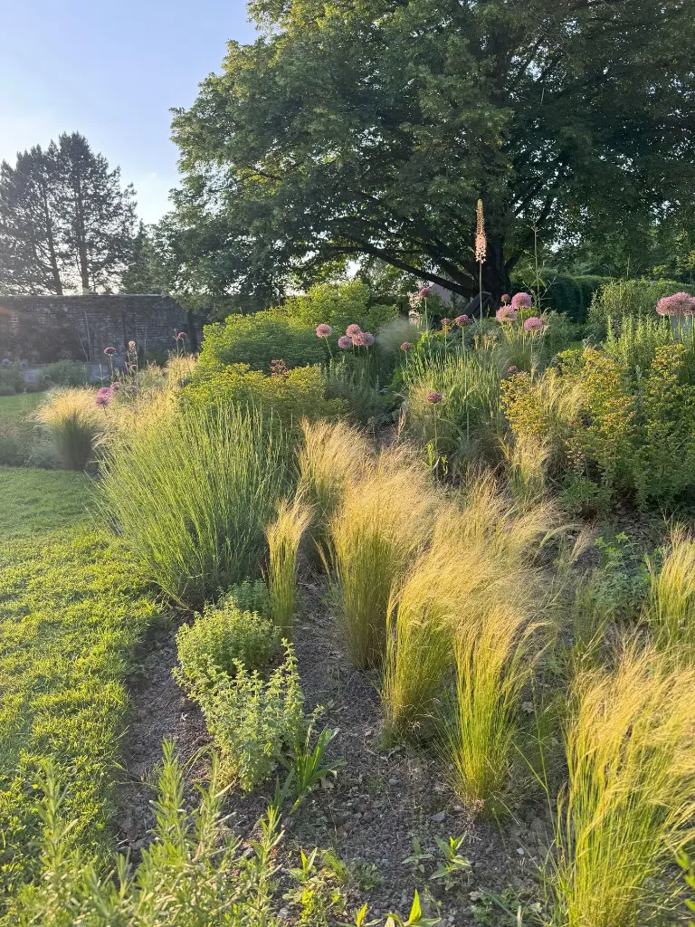 Article de blog 'Les jardins de vivaces et graminées : effet de mode ou évolution durable ?' cover image.webp